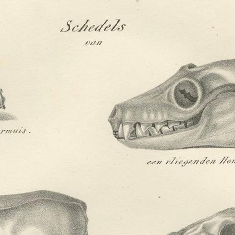 19th-Century Scientific Lithograph of Animal Skulls: Lion, Wolf, Bat and more, close-up 5