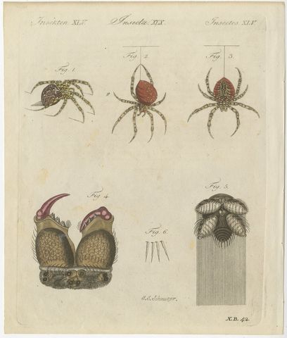Garden Spider with Magnified Fangs, Antique Bertuch Print, circa 1805