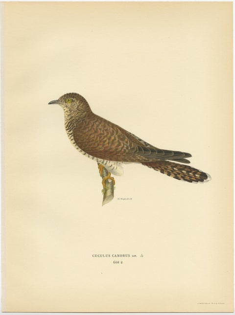 Decorative Antique Print of a Parasite Bird The Female Common Cuckoo, 1927, view 2