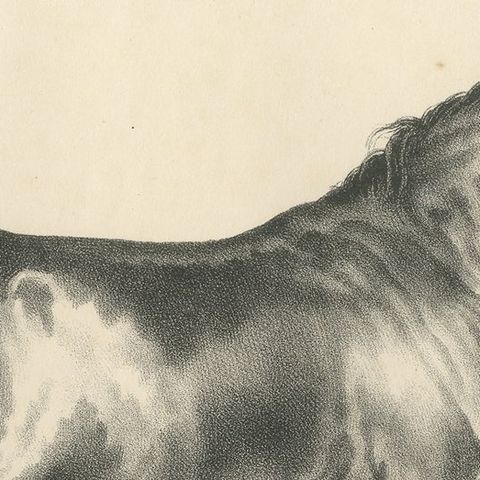 Original Antique Print of an English Race Horse, close-up 1