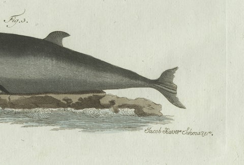 Original Antique Print of Three Dolphins and Porpoises by Bertuch, 1802, close-up 4