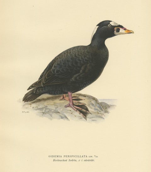 Antique Bird Print of the Surf Scoter by Von Wright, 1929, view 4