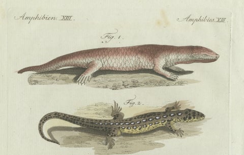 Original Antique Print of Four Exotic Lizards by Bertuch, 1802, close-up 1