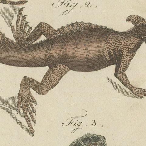 Monitor, Basilisk and Flying Dragon, Antique Bertuch Print, Vienna, circa 1805, close-up 5