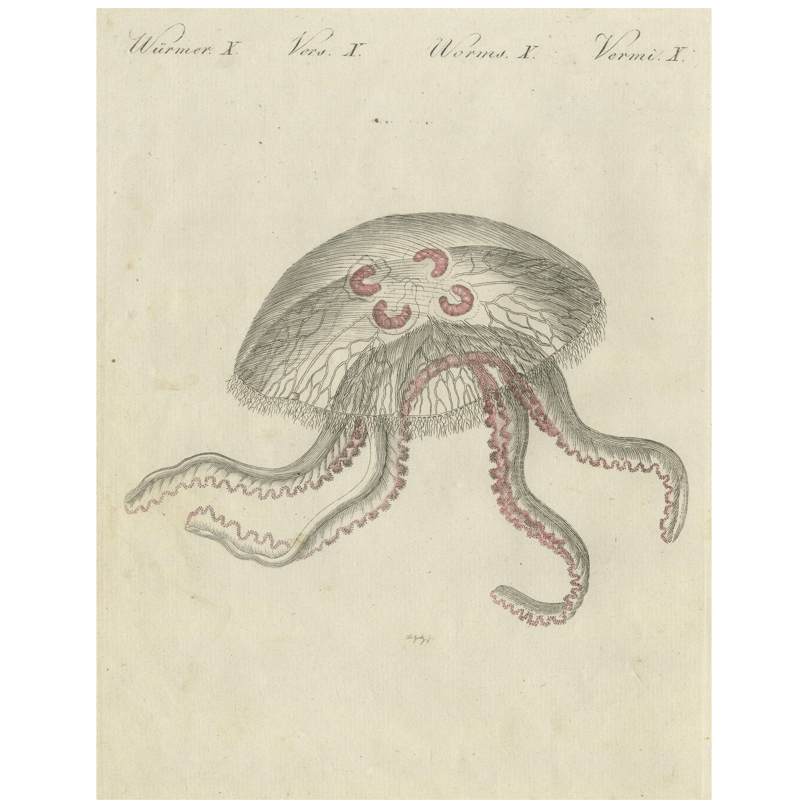 Eared Jellyfish: Detailed Engraving from Bertuch's Children's Encyclopedia, 1805