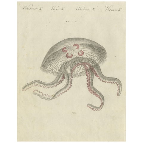 Eared Jellyfish: Detailed Engraving from Bertuch's Children's Encyclopedia, 1805