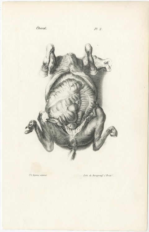 19th Century Animal Anatomy Prints by Lejeune, circa 1840, view 8