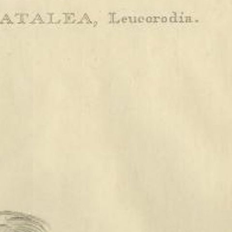 Life-Sized Spoonbill Print, Dutch Ornithology by Sepp and Nozeman, 1789, close-up 1