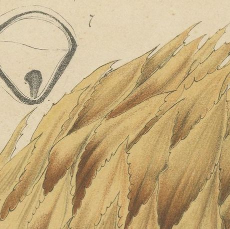 Antique Botany Print of Ananas Macrodontes '1878', close-up 1