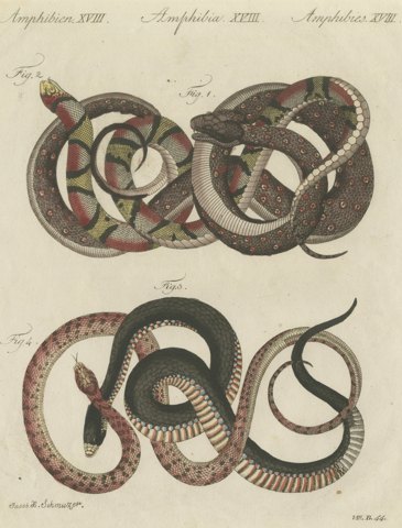 Four Intertwined Snakes, Antique Bertuch Print, Vienna, circa 1805