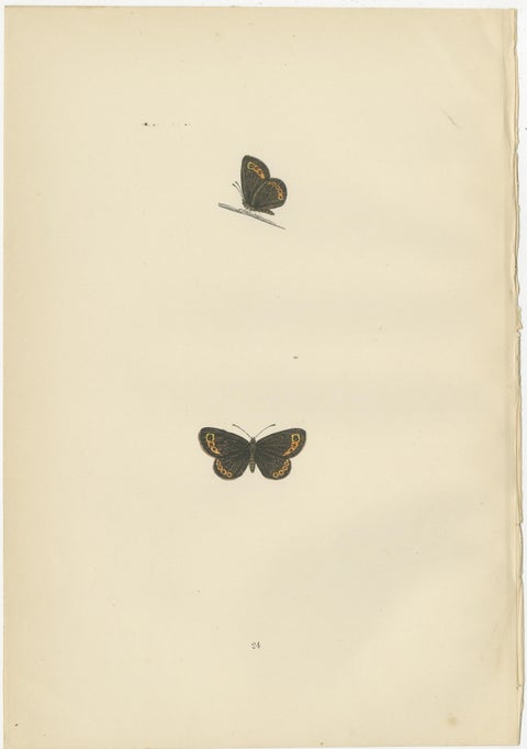 Victorian Era British Lepidoptera: A Hand-Colored Legacy, 1890, view 4