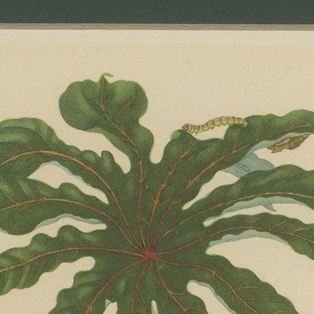 Papaya and Insects, 19th-Century Hand-Coloured Lithograph after Merian Plate 45, close-up 5