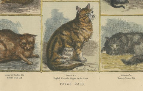 Victorian Prize Cats: Hand-Colored Woodcut Featuring Distinguished Breeds, c1890, close-up 1