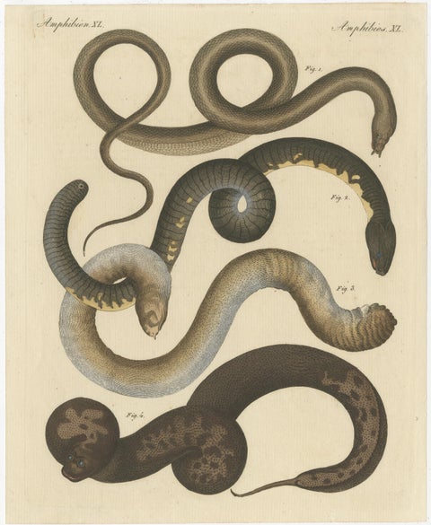Original Antique Print of Various Snakes and Caecilian Species, view 3