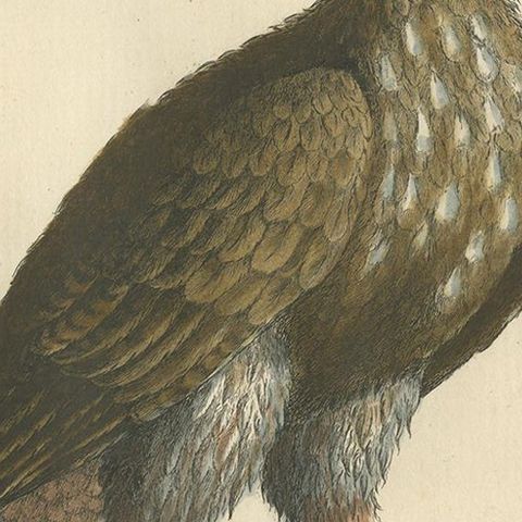 Antique Bird Print of a White-Tailed Eagle by Manetti, circa 1770, close-up 2