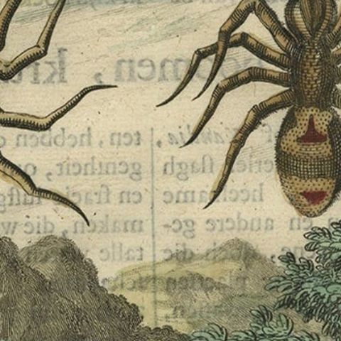 Antique Hand-Coloured Engraving of Tarantula Spiders from Crete, 1688, close-up 2