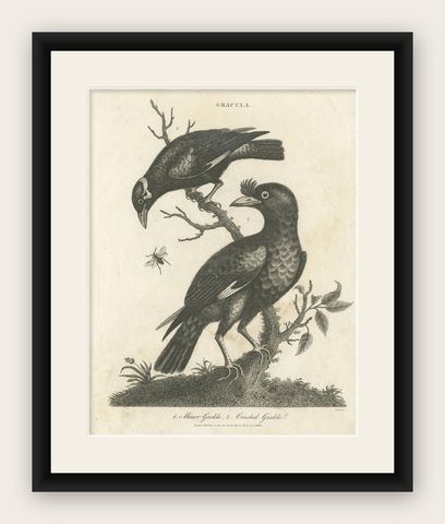 Antique Bird Print of Grackle Birds by Wilkes, 1801, shown framed