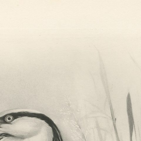 Grey Heron, Antique Bird Print after Lilian Medland, circa 1909, close-up 2