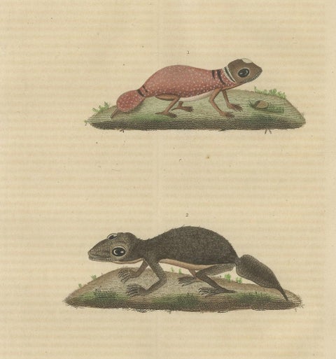 Old Hand-Colored Print of an Australian Thick-tailed Gecko and a Leaftail Gecko, close-up 1