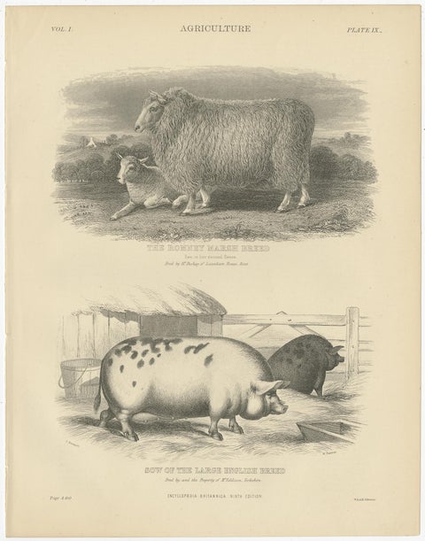 Set of 5 Antique Prints of Farm Animals Cow, Bull, Sheep, Pig, circa 1879, view 6