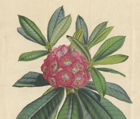Antique Botany Print of the Rhododendron Barbatum by Van Houtte, 1849, view 3