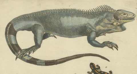 Antique Handcolored Engraving of Lizards, Iguana, Chameleon and Salamander, 1800, close-up 4