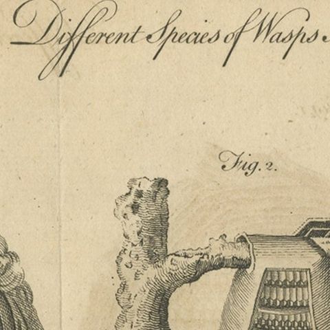 Original Antique Copper Engraving of Various Wasp Nests, Published circa 1780, close-up 2