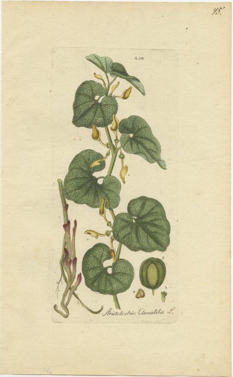 Set of 5 Antique Botany Prints - Aristolochia Species, view 2