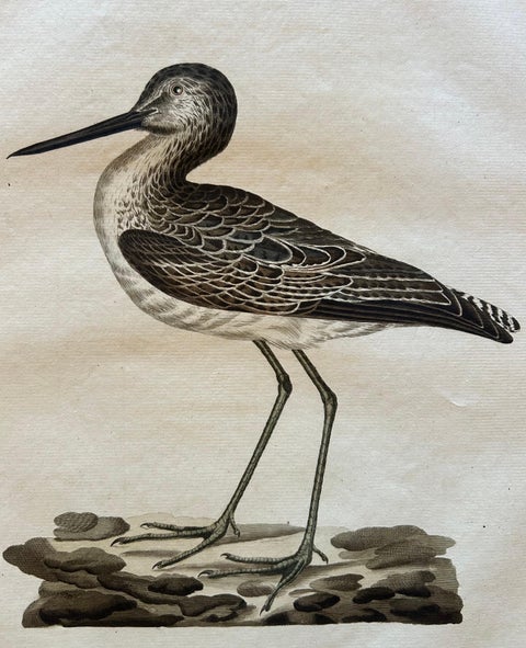 Antique Bird Print of the Green Sandpiper by Sepp & Nozeman, 1809, view 3