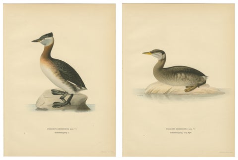Antique Great Crested Grebe Bird Lithographs Set of 2, Podiceps - 1929