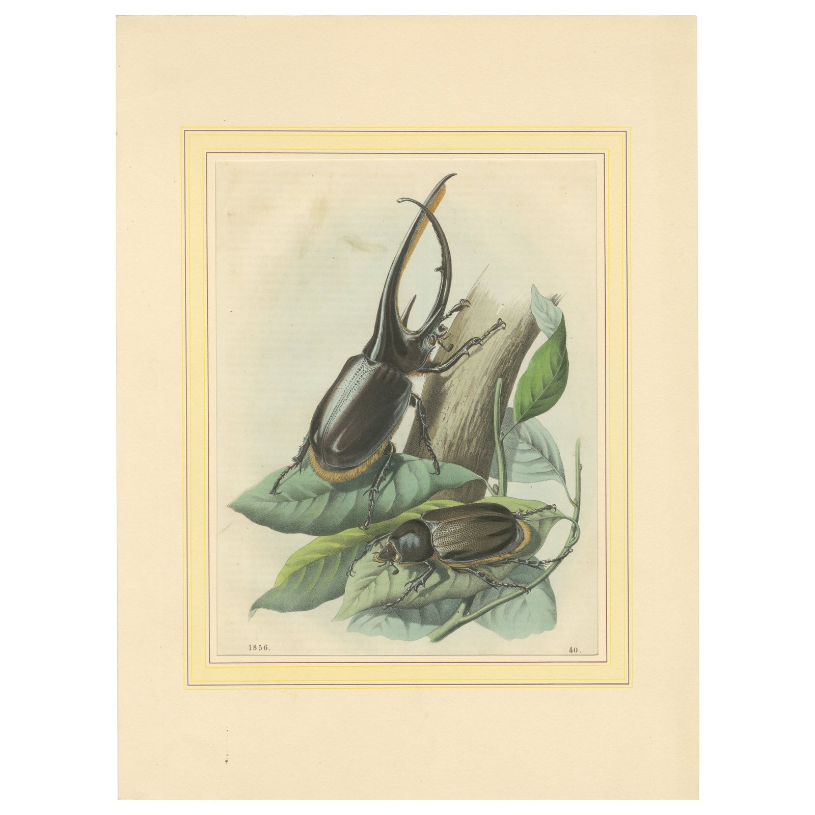 1856 Hand-Colored Lithograph of Rhinoceros Beetles, Exotic Coleoptera