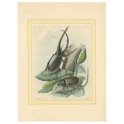 1856 Hand-Colored Lithograph of Rhinoceros Beetles, Exotic Coleoptera