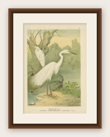 Great Egret or White Heron, Elegant German Ornithology Print c.1985, shown framed