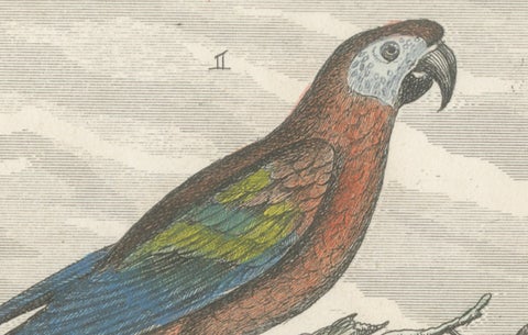 Small Hand-Colored Print L'Ara Rouge et Bleu Parrot from Buffon’s Histoire, 1770, close-up 5