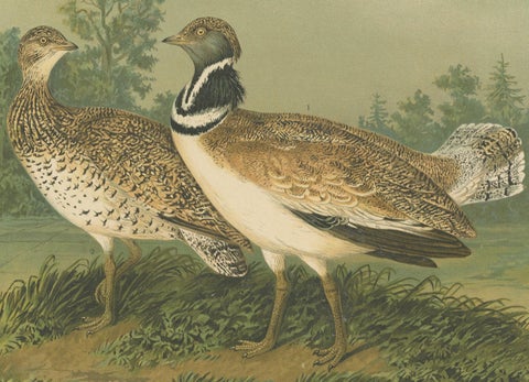 Little Bustards in 19th Century Landscape, Antique Ornithology Bird Print, close-up 2