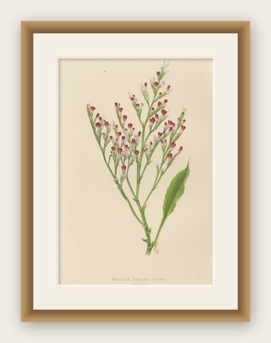 Alpine Botanical Lithograph of Dwarf Hoary Sea-lavender, 1874, shown framed