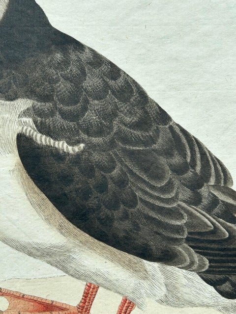 Alca arctica, Antique Atlantic Puffin Print by Nozeman & Sepp, 1809, view 6
