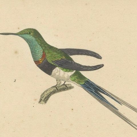 Hummingbird Engravings by Huet and Prêtre: Langsdorff, Chalybeate, Unique-tailed, close-up 4