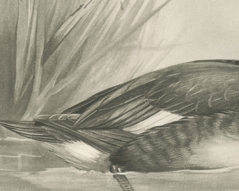 Ferruginous Duck Drake among Reeds, Plate CLXXXI after Lilian Medland, c. 1909, close-up 2