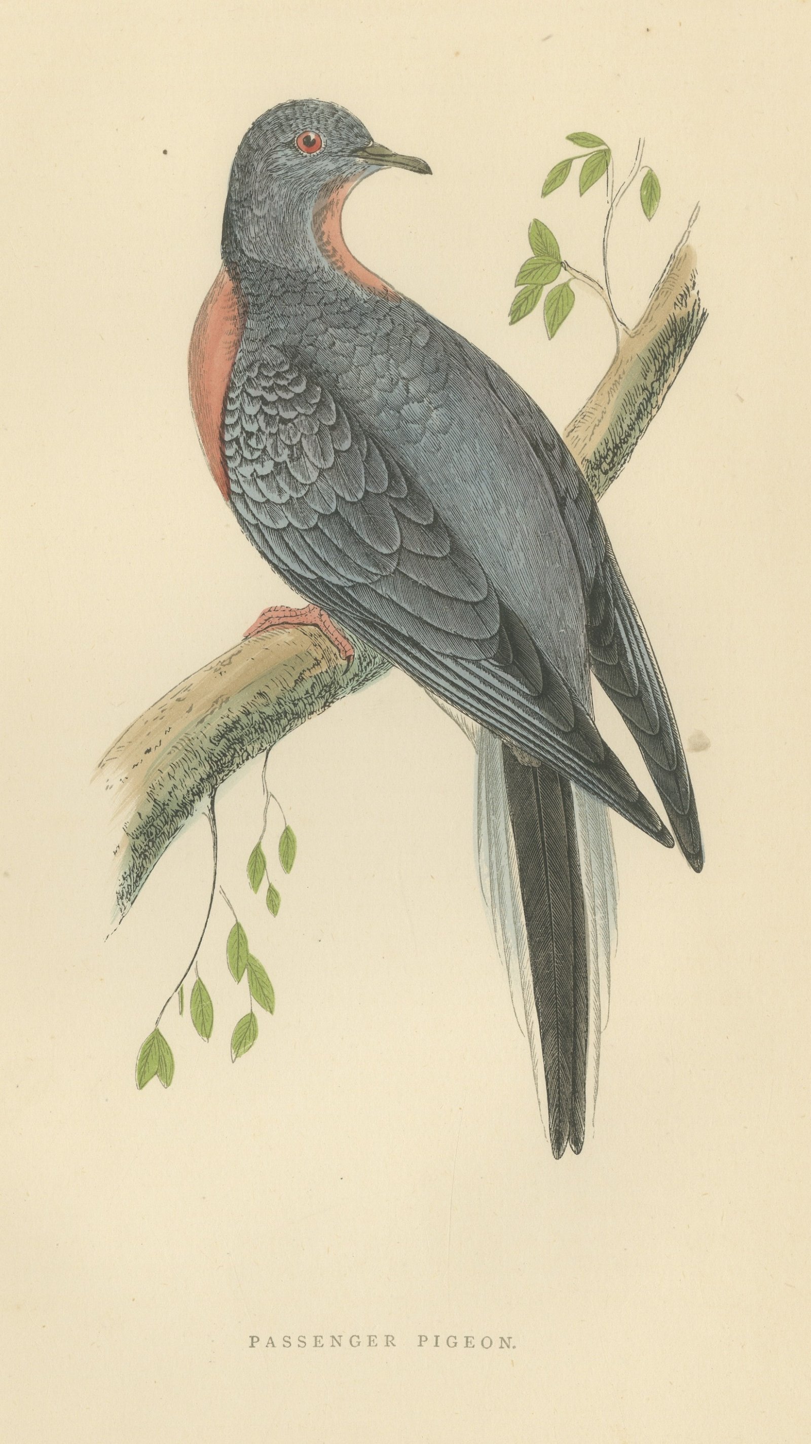 Passenger Pigeon on a Mossy Branch, Hand Colored Bird Print, Morris, 1896
