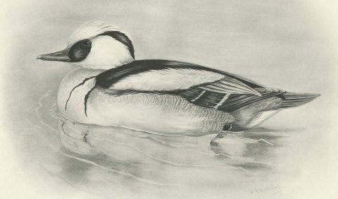 Smew Drake Swimming, Plate CXCIV after Lilian Medland, c. 1909, close-up 1