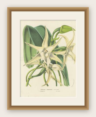 Comet Orchid (Darwin's Orchid): Hand-Colored Lithograph by Louis van Houtte 1855, shown framed