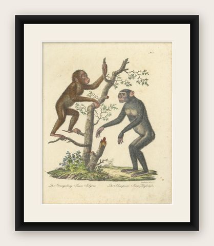Antique Orangutan & Chimpanzee Lithograph by Karl Joseph Brodtmann, 1816, shown framed