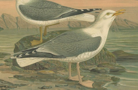 Antique Bird Print of Gulls on Rocky Coastline, 19th Century Seabirds, close-up 3