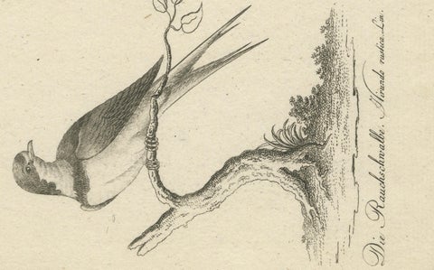 Antique Engraving of a Babirusa and a Swallow, ca.1800, close-up 2