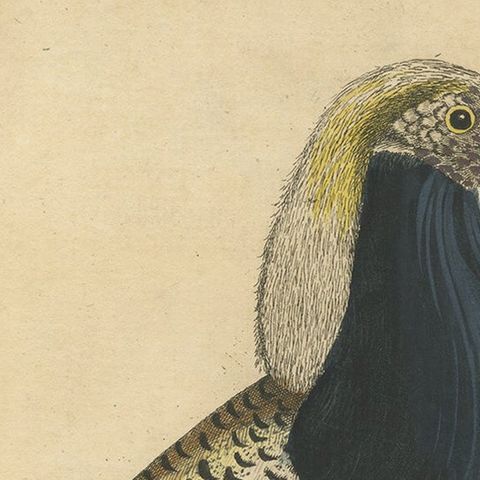 Old Hand-Colored Bird Print of the Male Ruff Wading Bird, a Sandpiper, ca.1738, close-up 1