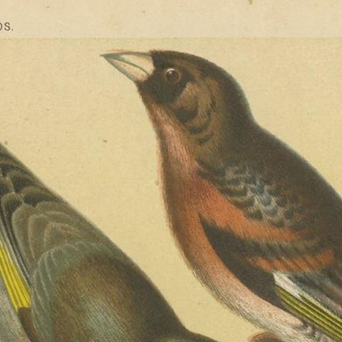 Antique Bird Print of Greenfinch, Haw Finch, Mountain Finch and Chaffinch, close-up 1