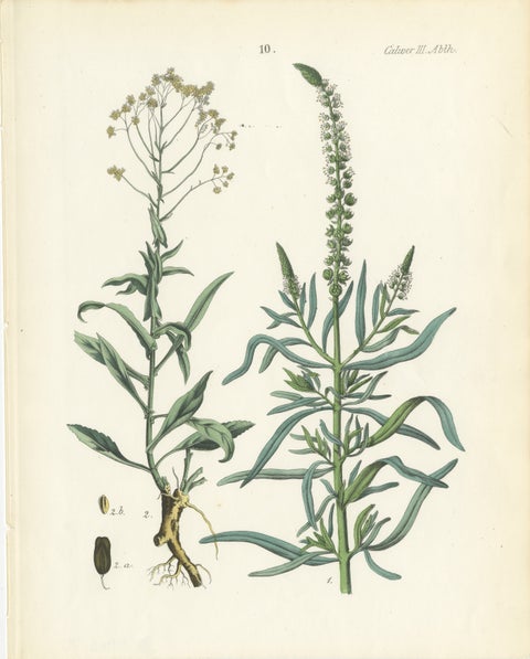 Hand-Colored Botanical Lithograph of Woad and White Goosefoot, Calwer, 1854, view 2