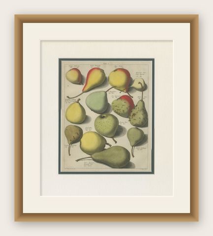 Tab I Antique Print of Various Pears by Knoop (1758), shown framed