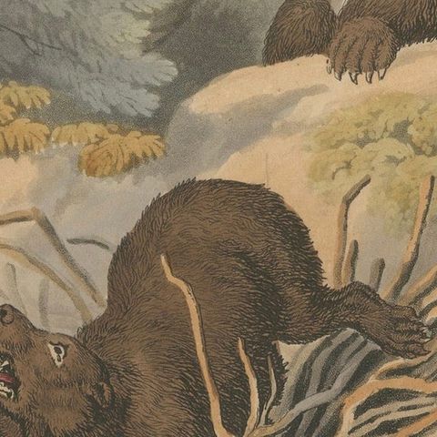 Foreign Field Sports: The Bear Triap Aquatint by Dubourg, Merke & Howitt, 1813, close-up 6